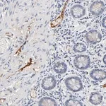 Merck Anti-SERPINA4 antibody produced in rabbit