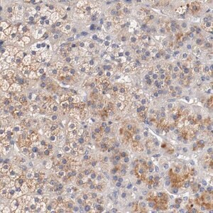 Merck Anti-SEMA5A antibody produced in rabbit