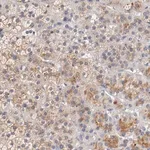 Merck Anti-SEMA5A antibody produced in rabbit