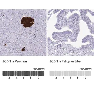 Merck Anti-SCGN antibody produced in rabbit