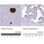 Merck Anti-SCGN antibody produced in rabbit