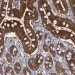 Merck Anti-SEMA3G antibody produced in rabbit