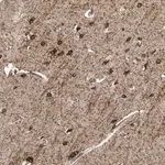 Merck Anti-SHROOM4 antibody produced in rabbit