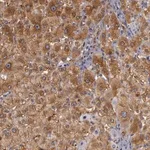 Merck Anti-ZNF229 antibody produced in rabbit