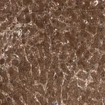 Merck Anti-ZSCAN31 antibody produced in rabbit