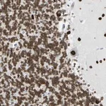 Merck Anti-ZNF132 antibody produced in rabbit