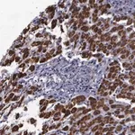 Merck Anti-MAP3K9 antibody produced in rabbit