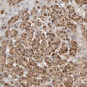 Merck Anti-SLC30A9 antibody produced in rabbit