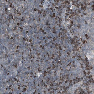 Merck Anti-ZSCAN32 antibody produced in rabbit