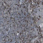 Merck Anti-ZSCAN32 antibody produced in rabbit