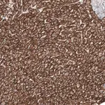 Merck Anti-SLC16A2 antibody produced in rabbit