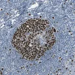 Merck Anti-MCM3 antibody produced in rabbit