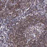 Merck Anti-MICAL3 antibody produced in rabbit