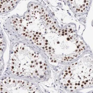 Merck Anti-MNAT1 antibody produced in rabbit