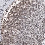 Merck Anti-MAX antibody produced in rabbit