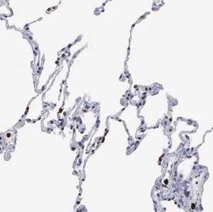 Merck Anti-SPIN3 antibody produced in rabbit