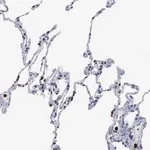 Merck Anti-SPIN3 antibody produced in rabbit