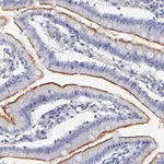 Merck Anti-SLC44A2 antibody produced in rabbit