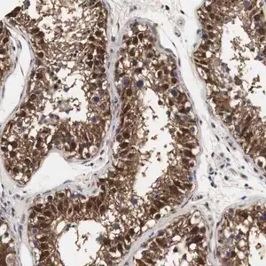 Merck Anti-SPIN2B antibody produced in rabbit