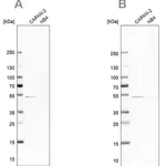 Merck Anti-SPTLC1 antibody produced in rabbit