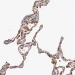 Merck ANTI-SRRD antibody produced in rabbit