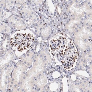 Merck Anti-SRF antibody produced in rabbit