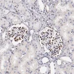 Merck Anti-SRF antibody produced in rabbit