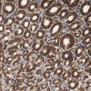 Merck Anti-SPINT1 antibody produced in rabbit