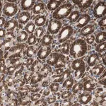 Merck Anti-SPINT1 antibody produced in rabbit