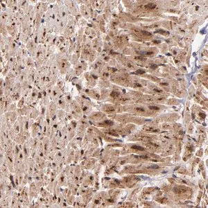 Merck Anti-STX8 antibody produced in rabbit