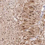 Merck Anti-STX8 antibody produced in rabbit