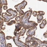 Merck Anti-STX3 antibody produced in rabbit