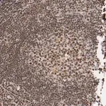 Merck Anti-STAG2 antibody produced in rabbit
