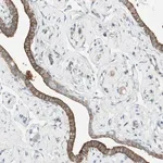 Merck Anti-STON1 antibody produced in rabbit