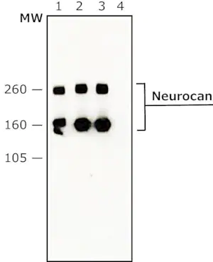 Merck Anti-Neurocan antibody, Mouse monoclonal