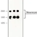 Merck Anti-Neurocan antibody, Mouse monoclonal