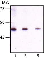 Merck Monoclonal Anti-Seladin-1 antibody produced in mouse