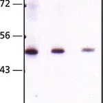 Merck Monoclonal Anti-Seladin-1 antibody produced in mouse