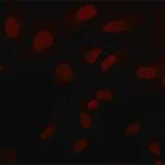 Merck Anti-Sirt6 (N-terminal) antibody produced in rabbit