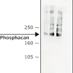 Merck Monoclonal Anti-Phosphacan antibody produced in mouse