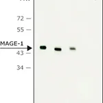 Merck Monoclonal Anti-MAGE-1 antibody produced in mouse