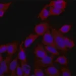 Merck Anti-eRF3a/GSPT1 antibody produced in rabbit