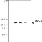 Merck Monoclonal Anti-RNF40 antibody produced in mouse