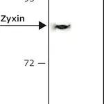Merck Anti-Zyxin antibody, Mouse monoclonal