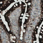 Merck Monoclonal Anti-APOA4 antibody produced in mouse