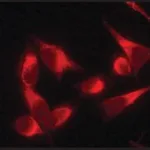 Merck Anti-Protein Disulfide Isomerase (DL-11) antibody produced in rabbit