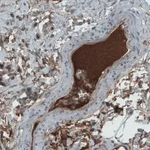 Merck Monoclonal Anti-APOA4 antibody produced in mouse