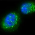 Merck Anti-Sir2 (AS-16) antibody produced in rabbit