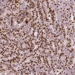 Merck Monoclonal Anti-BRD4 antibody produced in mouse