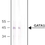 Merck Anti-GATA1 antibody produced in rabbit